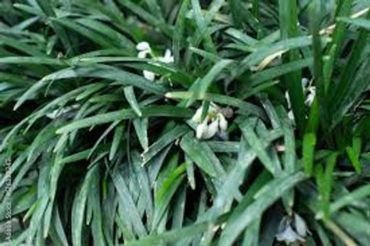 Dwarf Mondo Grass  (Ophiopogon japonicus)