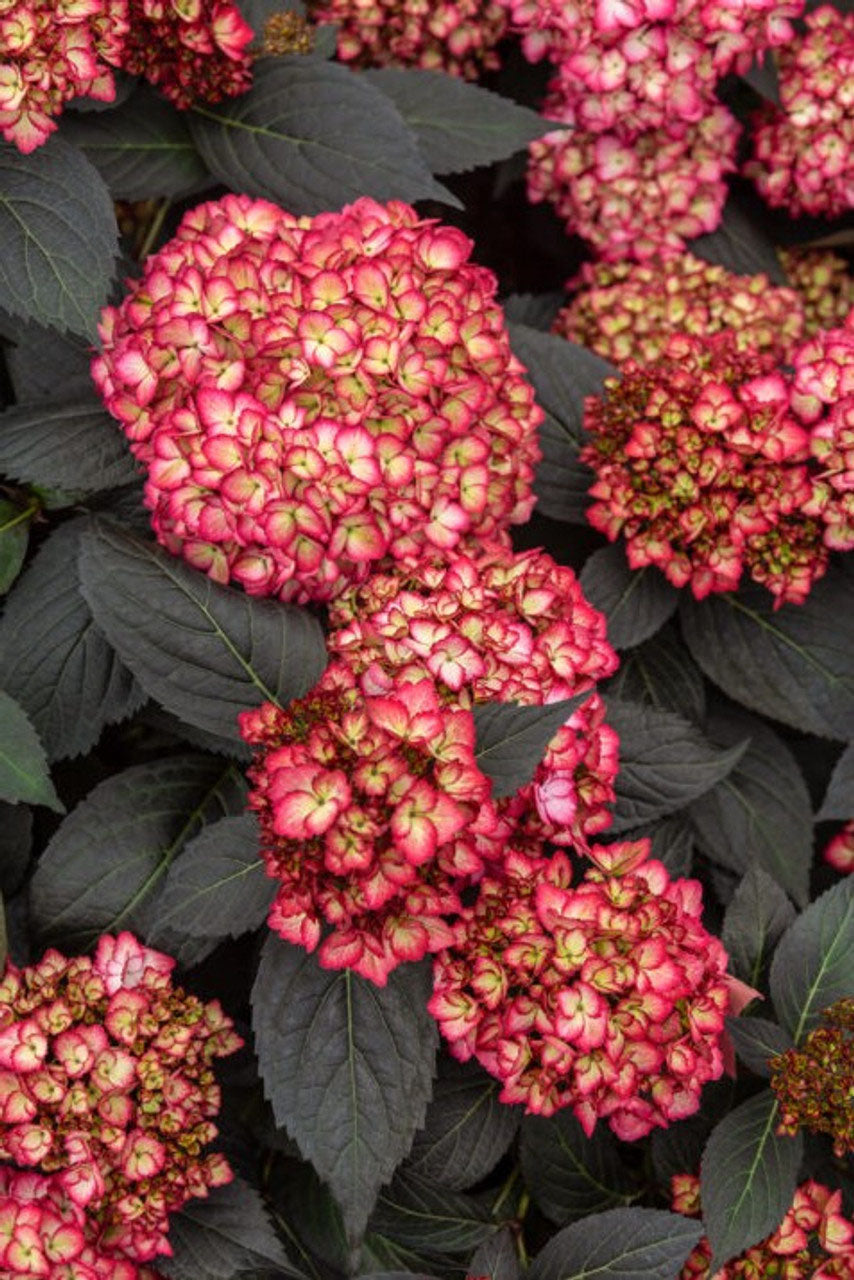 Eclipse ® Bigleaf Hydrangea (Hydrangea m. 'Bailmacseven') – Online Trees