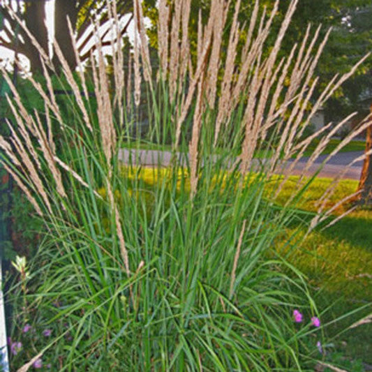 Feather Reed Grass (Calamagrostis x acutiflora 'Karl Foerster')
