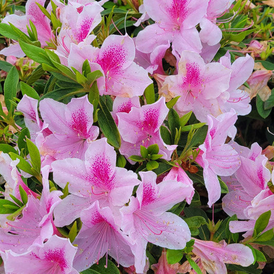 George L. Tabor Azalea (Rhododendron indica hybrid George L. Tabor)