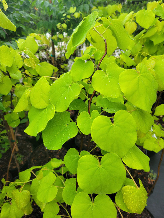 Gilded Heart's Cercis (Cercis canadensis var. texensis )