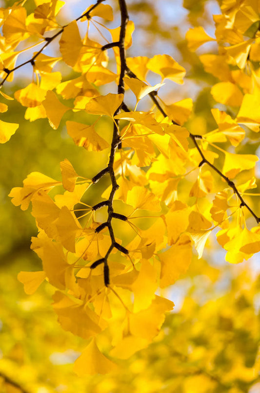 Ginkgo Tree | Gingko biloba Maidenhair Tree | Quarts, 1 Gal, & 3 Gal Trees