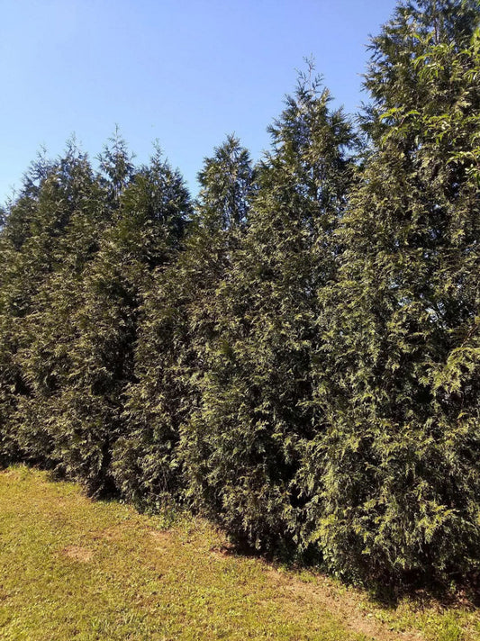 Thuja Green Giant | Thuja standishii x plicata 'Green Giant' | Quart, 1, 3, & 5 Gallon Plant