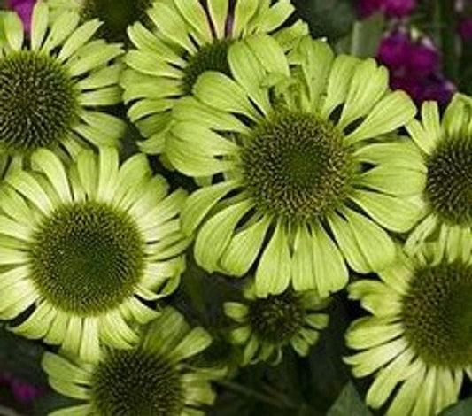 Green Jewel Coneflower (Echinacea purpurea 'Green Jewel ')