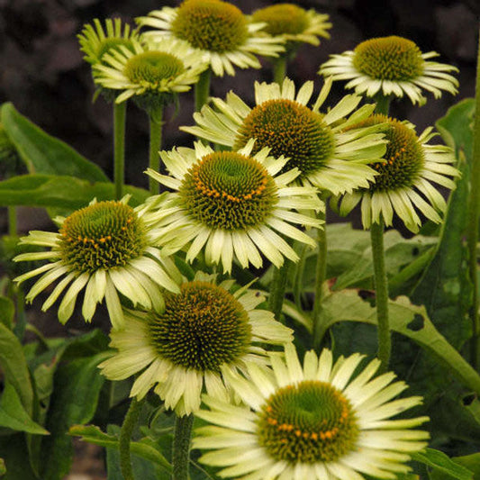 Green Jewel Coneflower (Echinacea purpurea 'Green Jewel ')