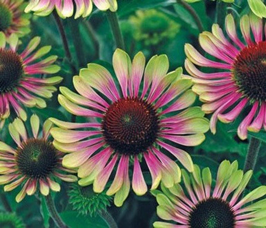 Green Twister Coneflower (Echinacea purpurea 'Green Twister')