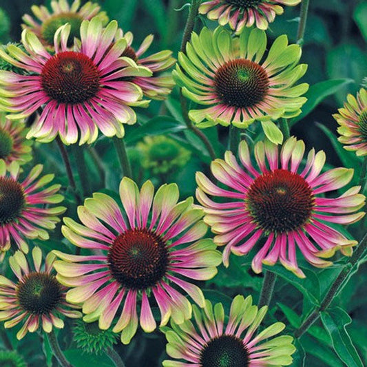 Green Twister Coneflower (Echinacea purpurea 'Green Twister')