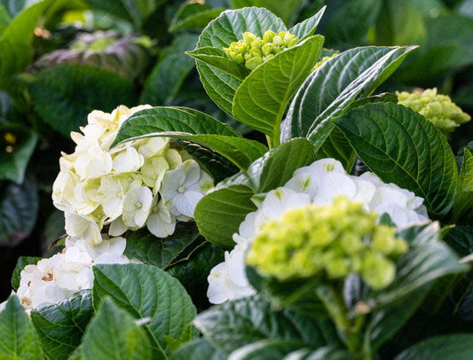 Grin and Tonic™ Hydrangea (Hydrangea m. ®HOKOMAGRITO'')