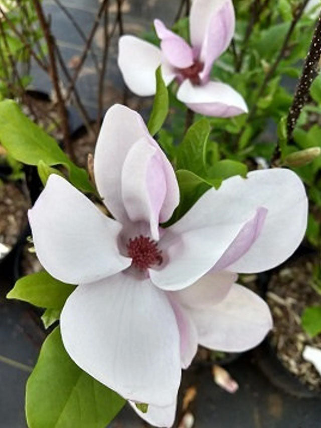 Jane Magnolia Tulip Tree (Magnolia x 'Jane')