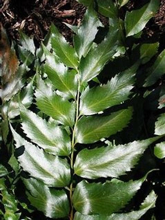 Japanese Holly Fern | Cyrtomium fortunei'Holly Fern" | Quart Plant