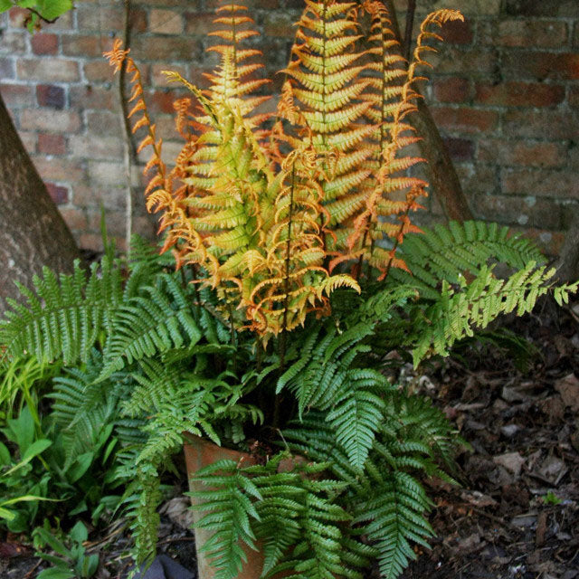 Jurassic Gold Alpine Hardy Wood Fern| Dryopteris wallichiana 'Jurassic ...