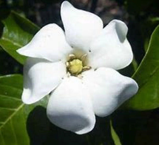 Kleim's Hardy Gardenia | Gardenia jasminoides 'Kleim's Hardy' | Quart & 3 Gallon Plant