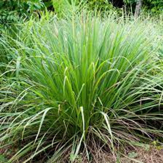 Lemon Grass (Cymbopogon citratus)