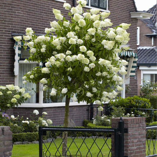 Limelight Hydrangea Tree