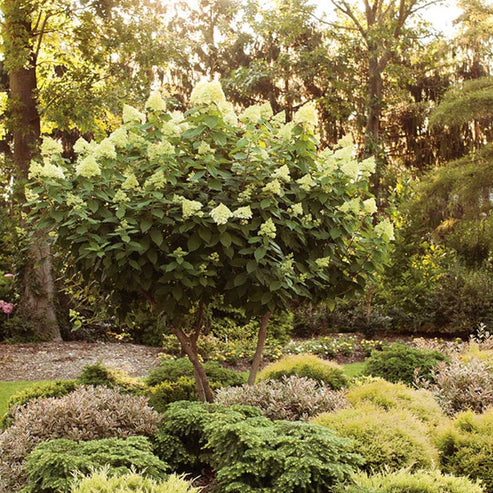 Limelight Hydrangea Tree – Online Trees