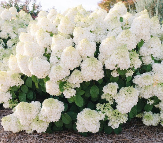 Little Hottie® Hydrangea (First Editions Hydrangea paniculata 'BAILPANONE' )