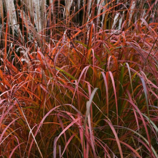 Little Miss Dwarf Maiden Grass (Miscanthus sinensis 'Little Miss')