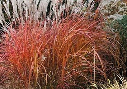 Little Miss Dwarf Maiden Grass (Miscanthus sinensis 'Little Miss')