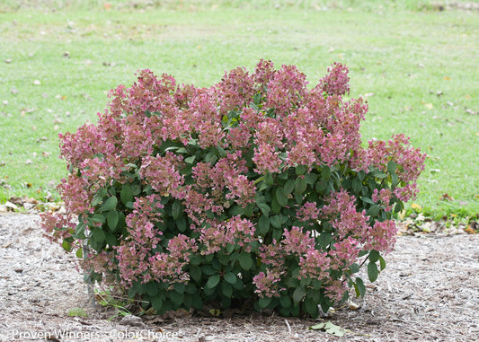 Little Quick Fire Hydrangea | Hydrangea paniculata 'SMHPLQF' Little Quick Fire | 1 Gallon Plant | 3 Gallon Tree