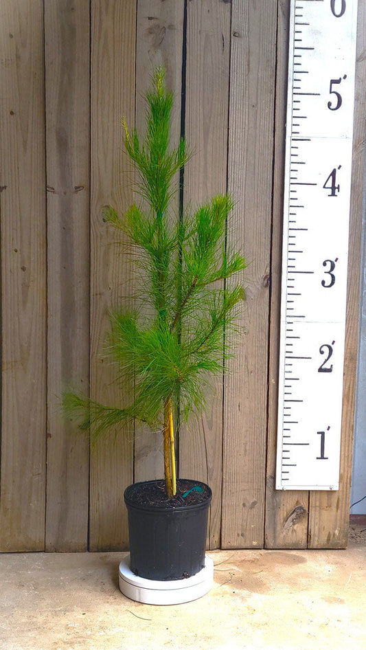 Loblolly Pine Trees | Pinus taeda ®Loblolly' | 3 Gallon Plant