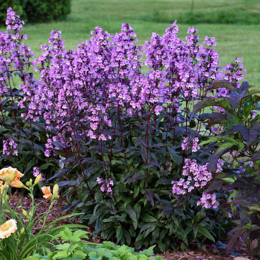 Midnight Masquerade (Penstemon 'Midnight Masquerade')