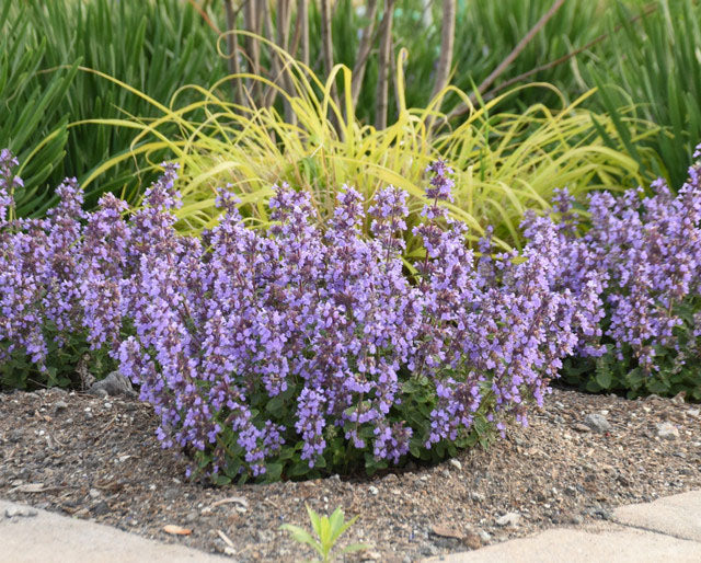 Nepeta Cat's Pajamas Catmint (Nepeta x 'Cat's Pajamas') – Online Trees