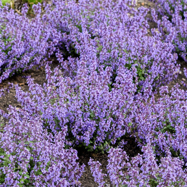 Nepeta Cat's Pajamas Catmint (Nepeta x 'Cat's Pajamas') – Online Trees