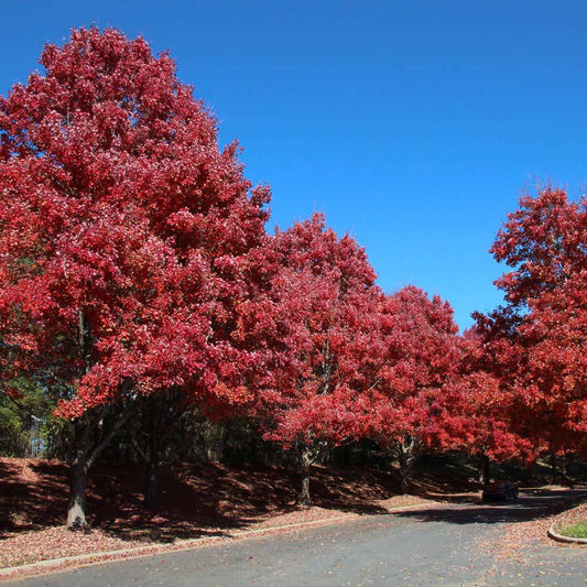 October Glory Maple Tree