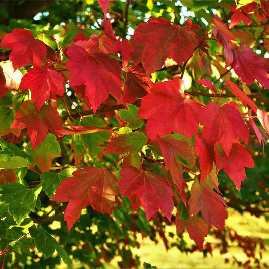 October Glory Maple Tree