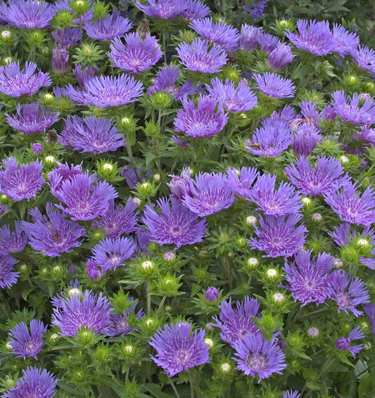 Peachie's Pick Stokes' Aster (Stokesia hybrid)