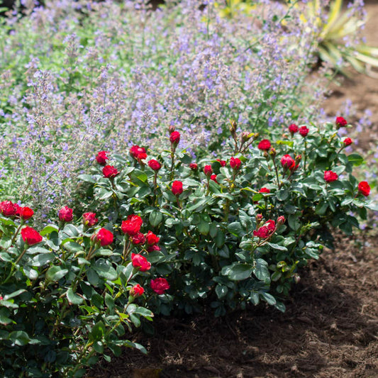 Petite Knock Out® Rose Shrub