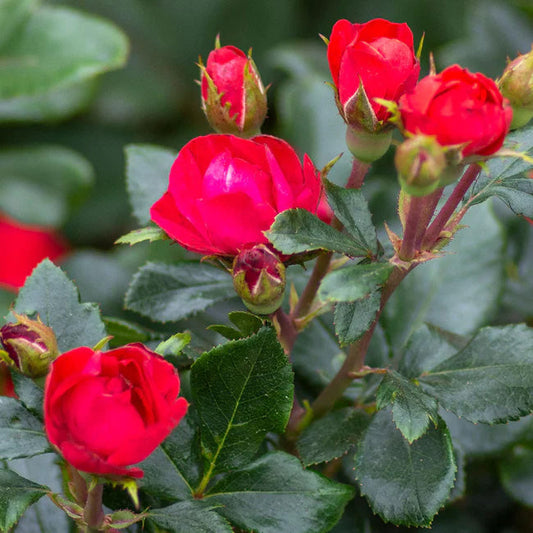 Petite Knock Out® Rose Shrub