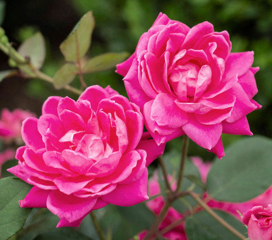 Pink Double Knock Out® (Rosa Radtkopink )