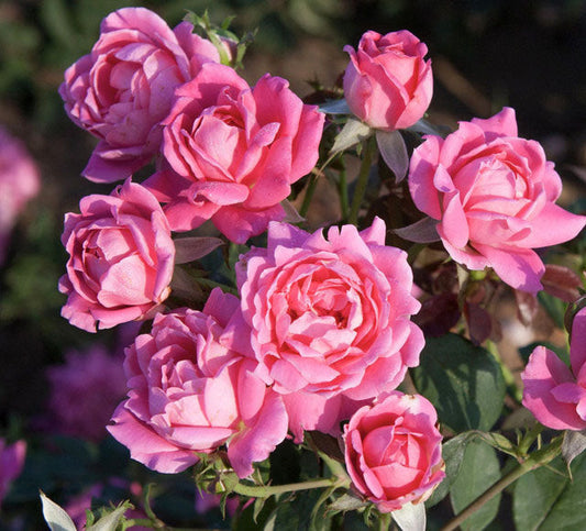 Pink Double Knock Out® (Rosa Radtkopink )