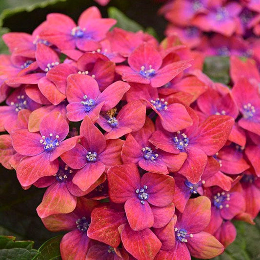 Pistachio Hydrangea  (Hydrangea macrophylla 'Horwack')