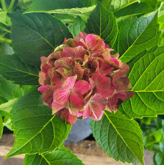 Pistachio Hydrangea  (Hydrangea macrophylla 'Horwack')
