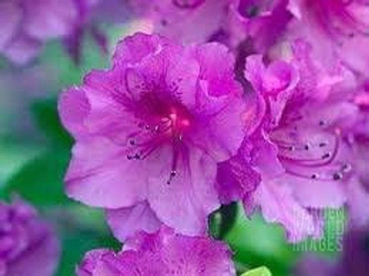 Purple Formosa Indica Azalea (Rhodendron Azalea indica 'Formosa')