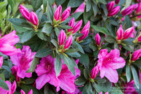 Purple Formosa Indica Azalea (Rhodendron Azalea indica 'Formosa')