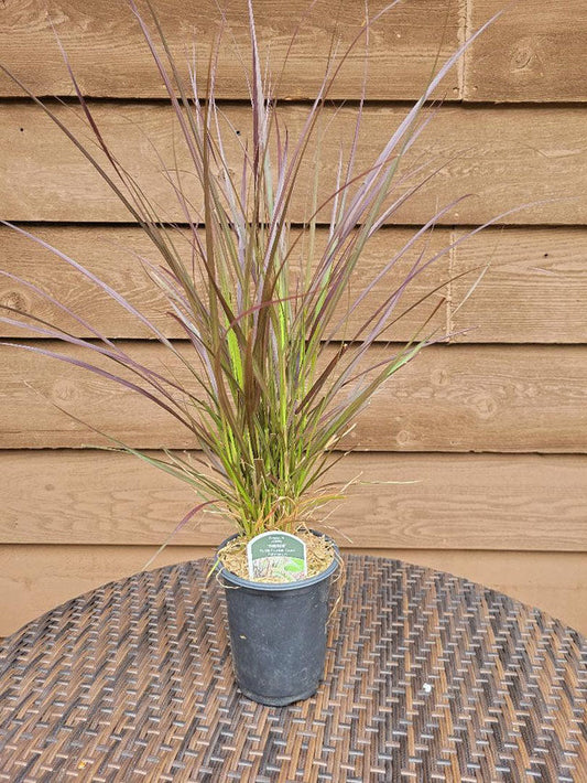 Purple Fountain Grass (Pennisetum 'Rubrum')