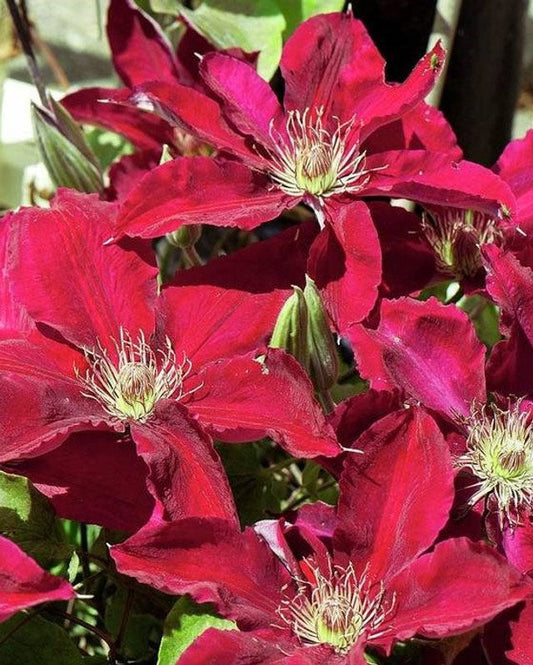 Rebecca Clematis (Clematis patens 'Evipo016')