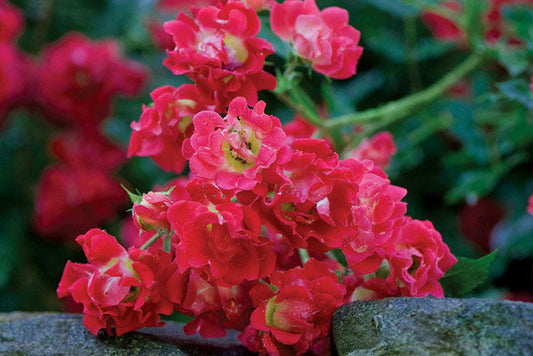 Red Drift® Groundcover Rose (Red Drift® x Rosa 'MEIgalpio')