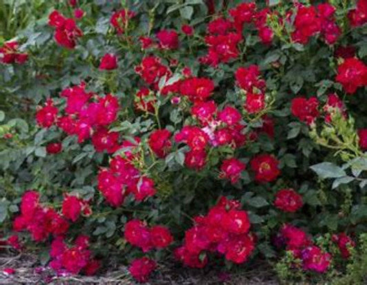 Red Drift® Groundcover Rose (Red Drift® x Rosa 'MEIgalpio')