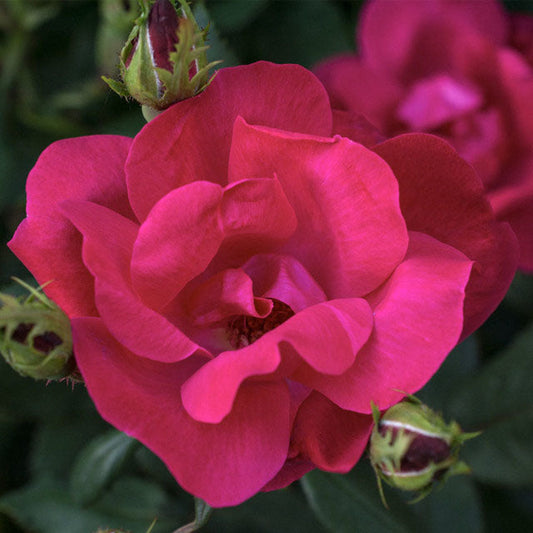 Red Knock® Out Rose (Rosa ®Radrazz' 'Knock Out')