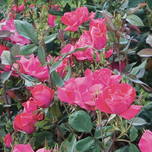 Red Knock® Out Rose (Rosa ®Radrazz' 'Knock Out')