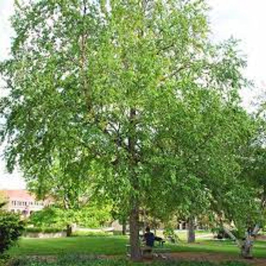 River Birch Tree | Betula nigra ®Select' | 5 Gallon Tree 4-5' Tall