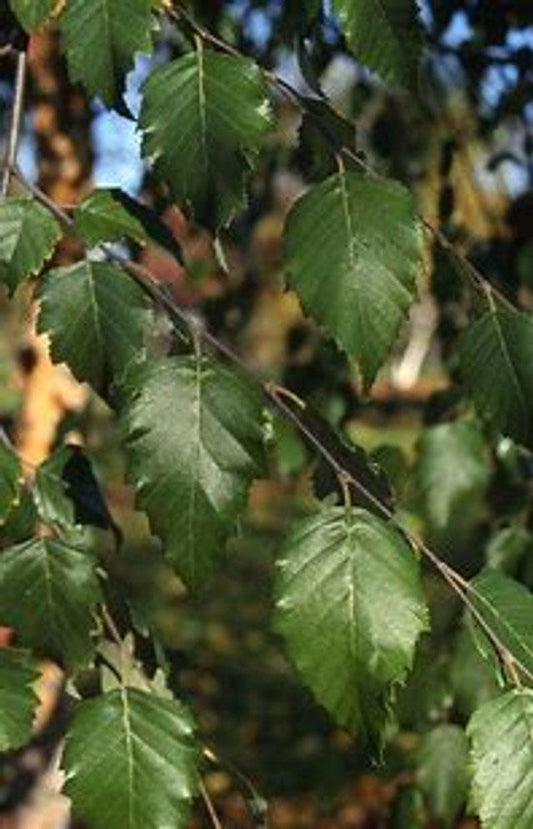 River Birch Tree | Betula nigra ®Select' | 5 Gallon Tree 4-5' Tall