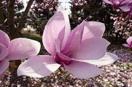 Saucer Magnolia Pink Tulip Tree | Magnolia x soulangeana | Quart & 3 Gallon Plant