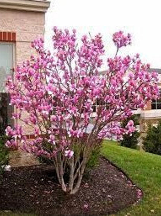 Saucer Magnolia Pink Tulip Tree | Magnolia x soulangeana | Quart & 3 Gallon Plant