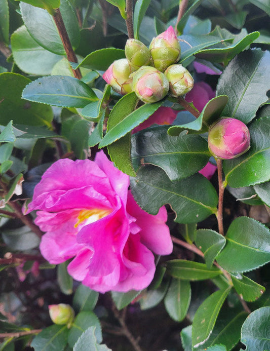 Stephanie Golden Camellia (Camellia sasanqua ®Stephanie Golden')