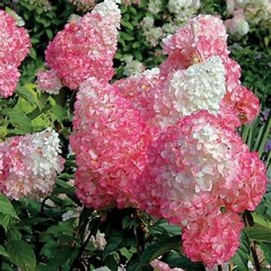 Strawberry Sundae® Hydrangea (Hydrangea paniculata ®Rensun')